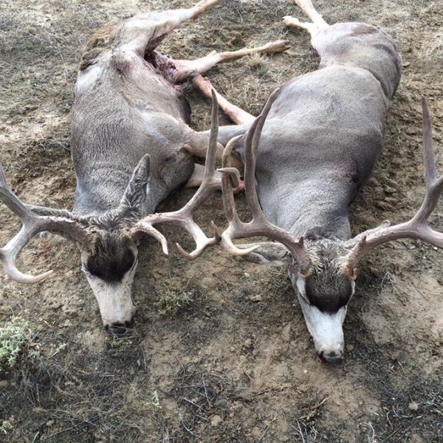 Brothers Bag A New Mexico Monster Pair